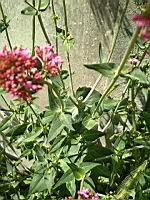 Valeriane (prise a Lens)(9)